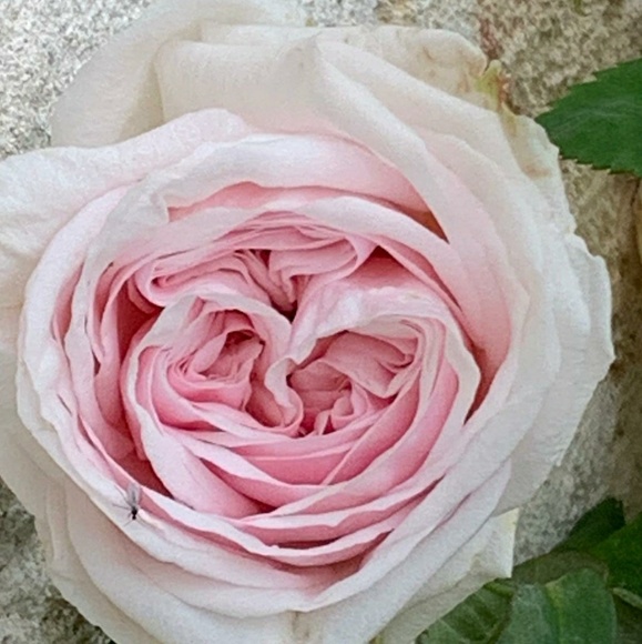 Meet your Posher, Catherine - Picture 1 of 1